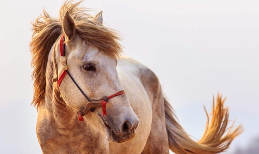 Tout savoir sur l’assurance pour cheval : notre guide