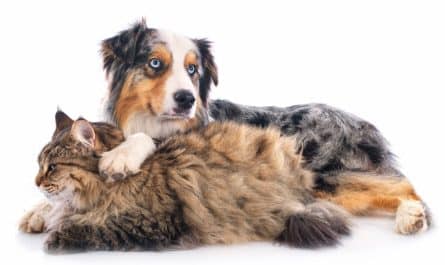 assurance chien et chat