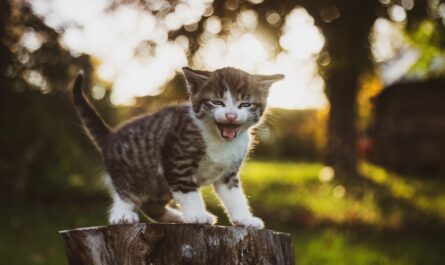 assurez la santé et le bien-être de votre petit compagnon félin avec une assurance pour chaton. protégez votre nouveau membre de la famille contre les imprévus vétérinaires, tout en bénéficiant d'un soutien adapté à ses besoins spécifiques.